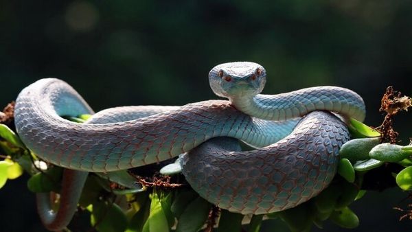 ಕಲಾವಿದನಿಗೆ ಕಚ್ಚಿದ ವಿಷಕಾರಿ ಹಾವು