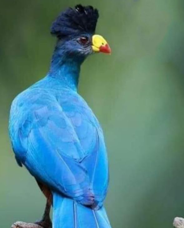 ಹಕ್ಕಿಗಳಿಗೆ ಇಲ್ಲ ಗೂಡು ಕಟ್ಟಲು ತಾಣ…?!?