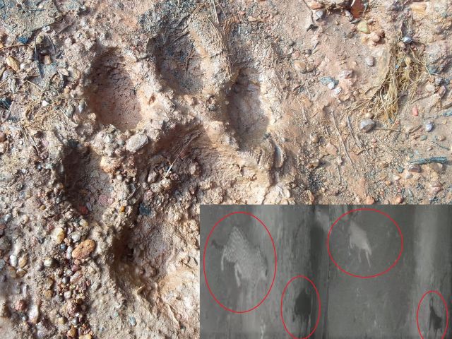Leopard/ ಜನವಸತಿ ಪ್ರದೇಶಕ್ಕೆ ನುಗ್ಗಿದ ವನ್ಯಜೀವಿ: ಬಾಲ ಅಲ್ಲಾಡಿಸಿ ಕಿರುಚಿದ ಕಾರಣ ಬದುಕಿತು ಬಡಜೀವ!