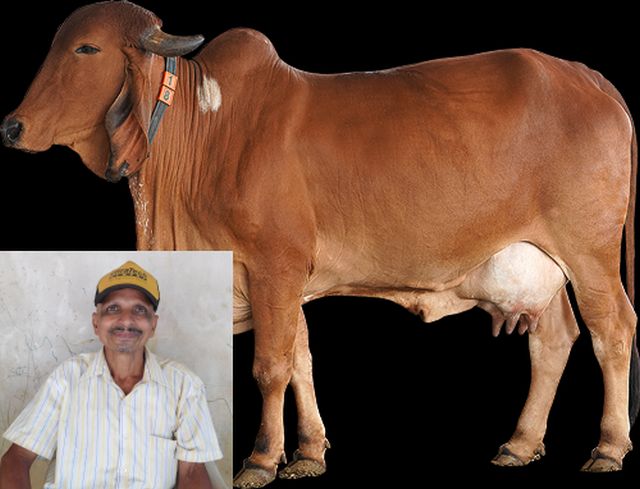 ನಾಟಿ ನಂಟು: ಹಸುಗಳನ್ನು ಕಾಡುವ ಕೆಚ್ಚಲುಬಾವು: ಎರಡು ತೆಂಗಿನಕಾಯಿಯಲ್ಲಿದೆ ಶಾಶ್ವತ ಪರಿಹಾರ!