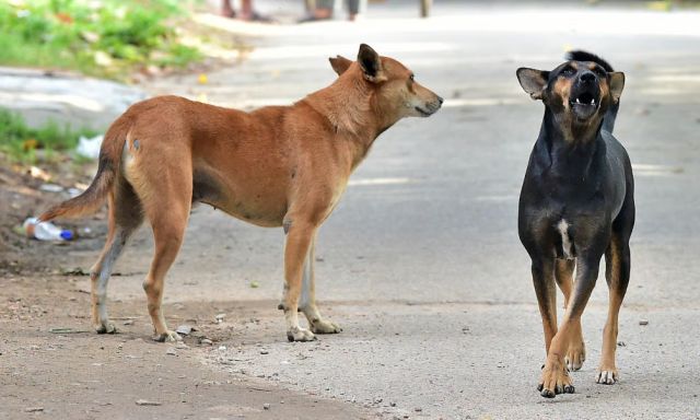 ನಾಯಿಗೆ ಬೆದರಿ ಗಾಯಗೊಂಡ ಬೋಟು ಚಾಲಕ!
