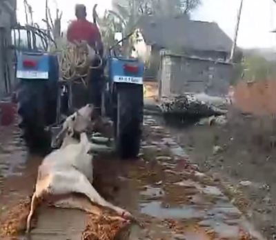 A cow that doesn't go to heaven even after dying!
