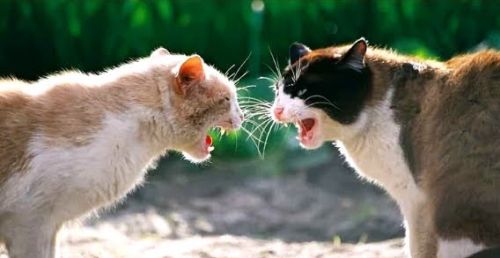 A fight over a neighbor's cat escalated to the police station!