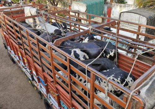 Hindu Forum Operation That lorry is full of illegal cattle!