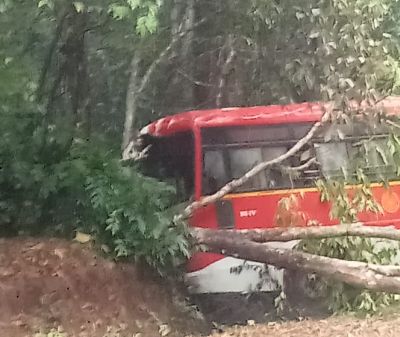 Red bus hits a tree!