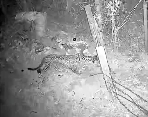 Spotted leopard caught on CCTV camera!