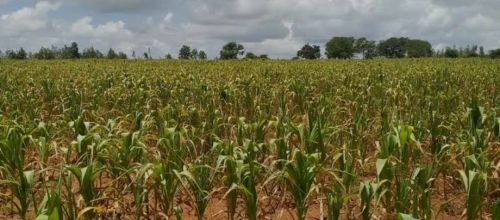 The electricity is not working.. there is no water.. the crops are not growing!