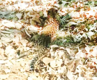 This leopard can not climb a tree!