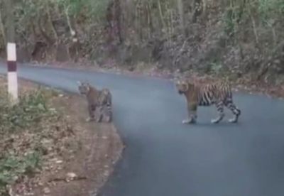 Tiger roaming in the elephant forest!