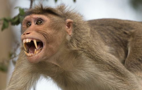 Uttara Kannada Abnormal death of 18 monkeys!