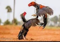 Chicken Anka: The miscreants escaped with the rooster!