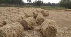 A thread of grass that takes the life of a cow!