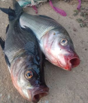 Abnormal death of lake fish