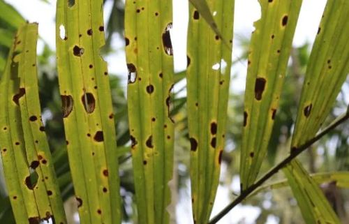 Areca leaf spot disease There is a solution but no one is applying!