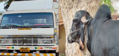Cows being transported in a milk truck Five cattle suffocated to death!