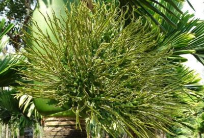 Crop insurance Farmers' apathy towards paying premiums!