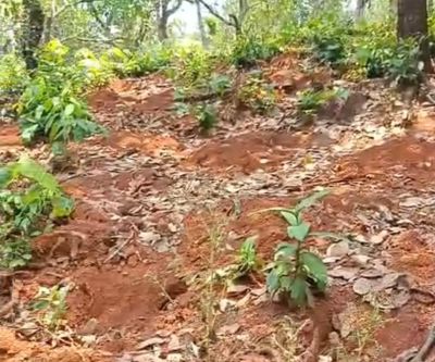 Forest Rights Preparations to plant trees even in areas with GPS!