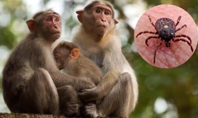 Monkey disease that killed humans