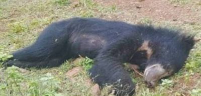 A big shock for a female bear who climbed a jackfruit tree!