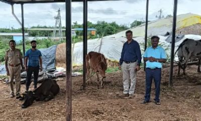 A new guest at the Punyakoti cowshed Cows on their way to the slaughterhouse are brought back to life!