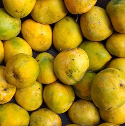 Another dimension to ecotourism This time the third annual mango fair!