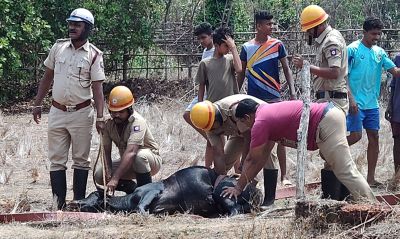Firefighter's adventure Saving the life of a cattle that fell into a well!