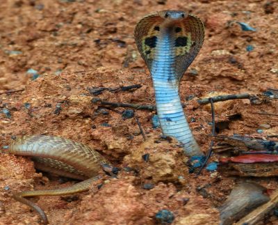 Kaiga The snake came to the kitchen!