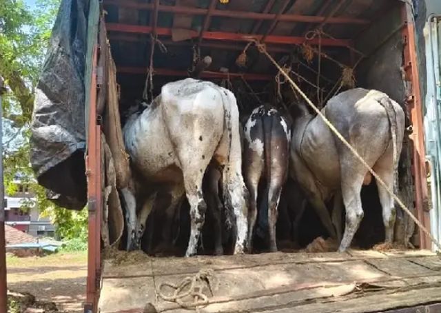 Kerala is the main route for cattle smuggling!