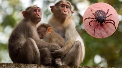 Monkey threat Nani Gowda who could not survive even if he went to Manipal!