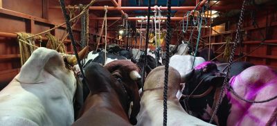 People's cheers for the cow protection police!