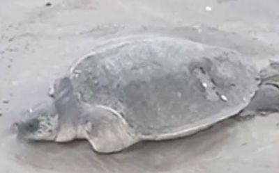 Turtle came Turtle Disabled turtle!