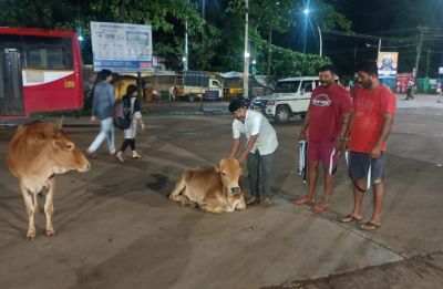 A meritorious deed by the cow family