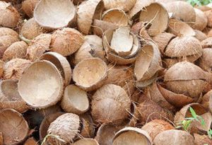 Coconut shell and Venus Money for a disposable jar!