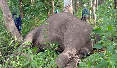 Electric shock to an elephant that rubbed its head against a tree death!
