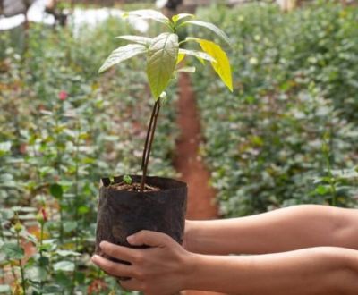 Encroachment resolution 5 lakh trees ready for planting