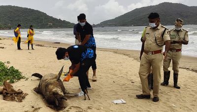 Fish net inside the stomach of a giant fish Plastic is the cause of the death of a marine creature!