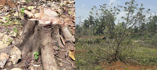 Smart move by government officials Celebrate Environment Day by replanting cut trees!