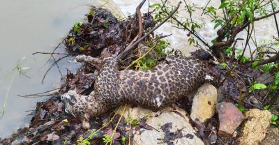 Suspicious death of a man-eating leopard!