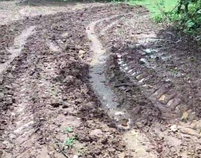 Tractor runs over planted trees Social forest officer forgets social justice!