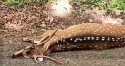 Vehicle hits wildlife Deer dies after being hit by unknown car!