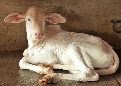 Cow slaughter in the courtyard: A sinner killed a cow worth millions for meat!
