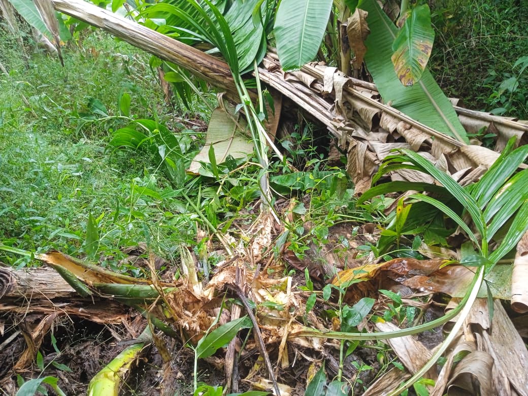ಕಾಡುಹಂದಿ ದಾಳಿಗೆ ನಲುಗಿದ ತೋಟ