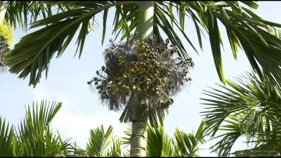 ಪೊಲೀಸರ ಕೈಗೆ ಸಿಕ್ಕಿಬಿದ್ದ ಅಡಕೆ ಕಳ್ಳರು