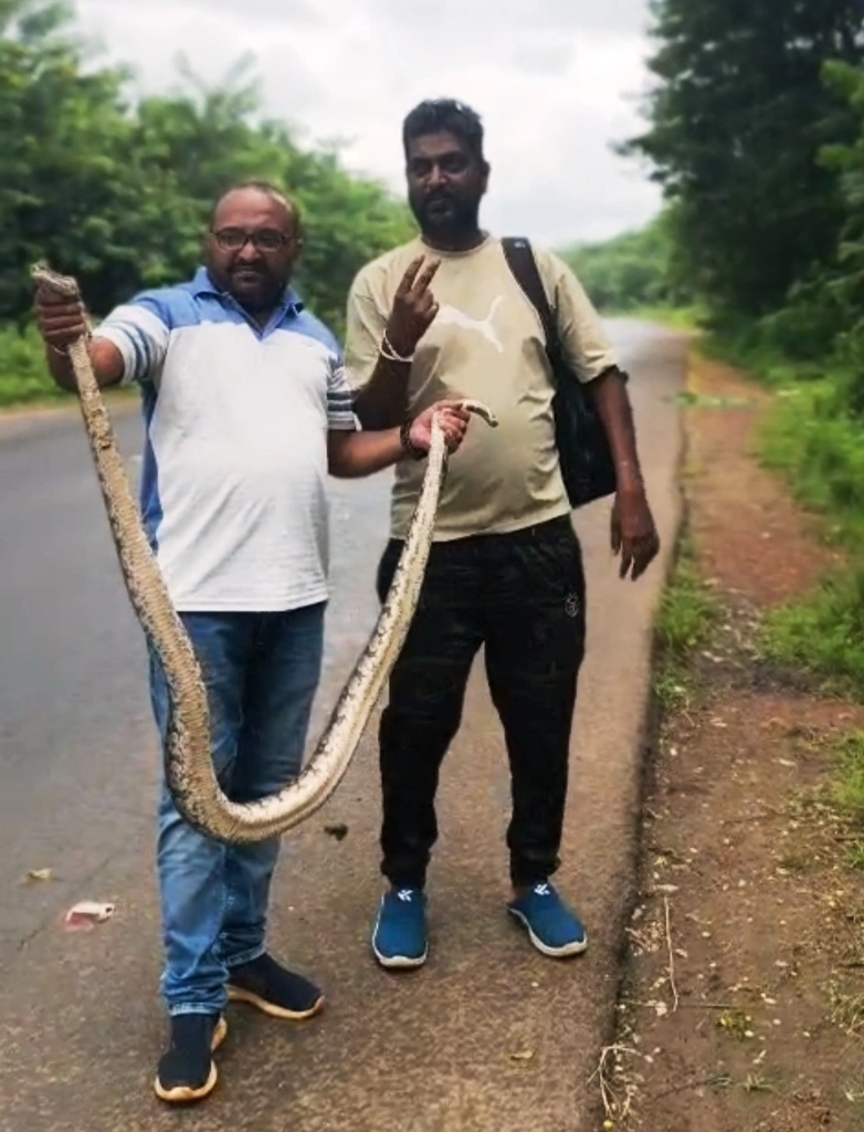 ಹೆಬ್ಬಾವು ರಕ್ಷಿಸಿ ಕಾಡಿಗೆ ಬಿಟ್ಟ ಉರಗ ರಕ್ಷಕ