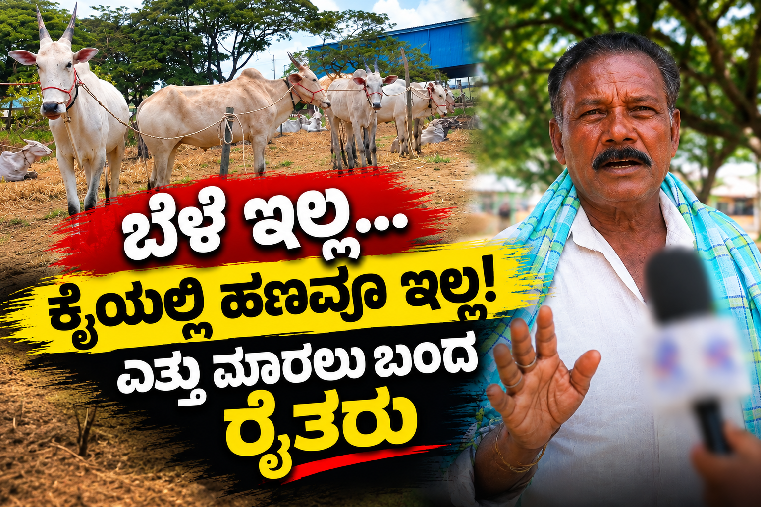 ಬೆಳೆ ಇಲ್ಲ, ಕೈಯಲ್ಲಿ ಹಣವೂ ಇಲ್ಲ! ಎತ್ತು ಮಾರಲು ಬಂದ ರೈತರು!